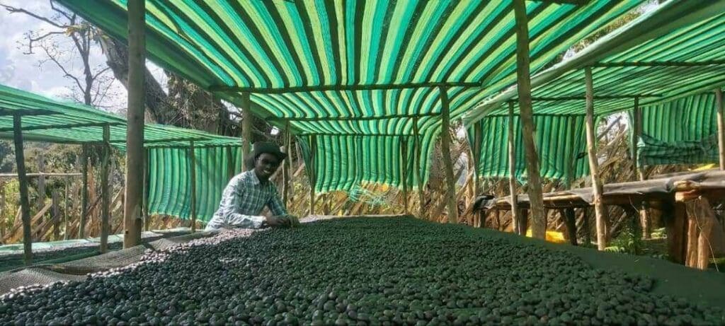 Ethiopia West Guji – Buku Abel