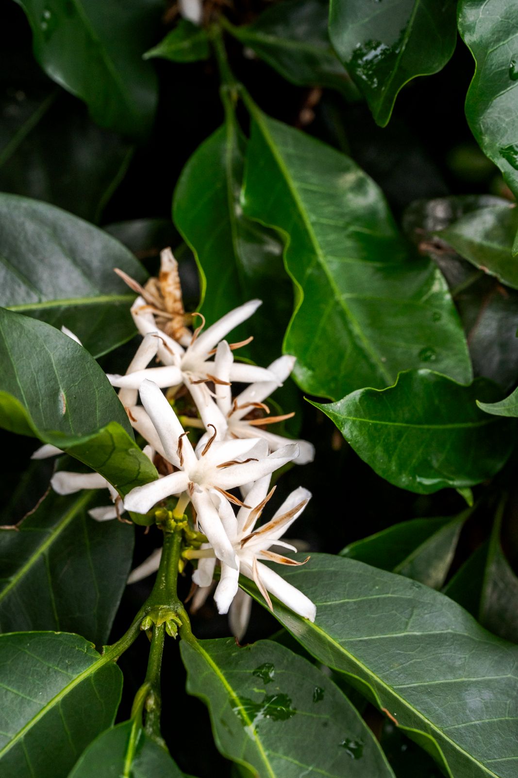 Colombia - El Jardín