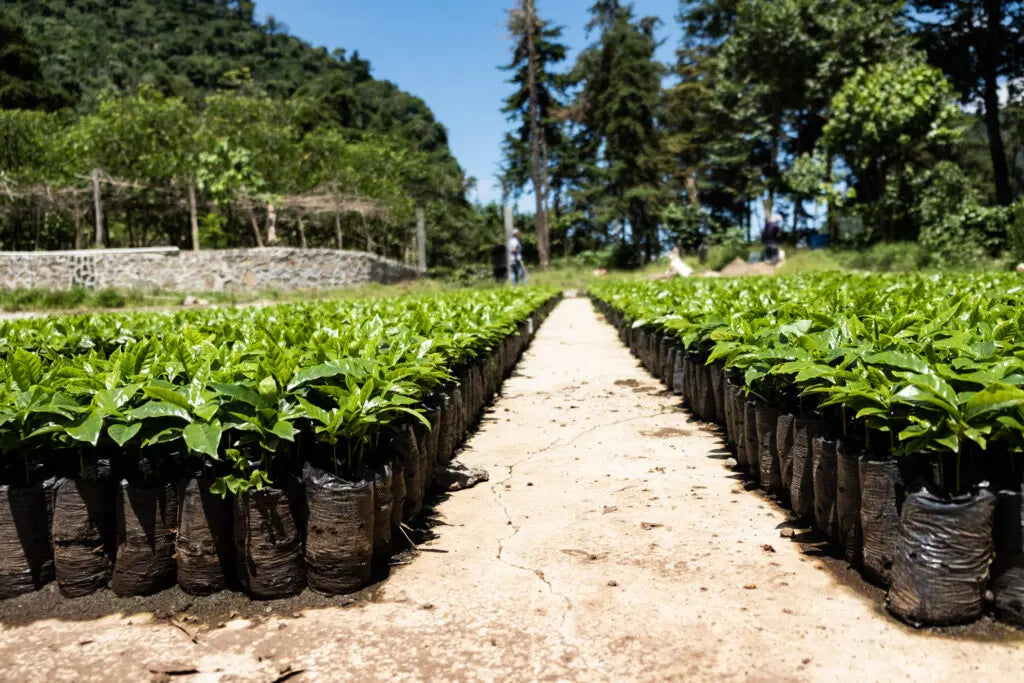 Guatemala - Los Arroyos, Huehuetenango