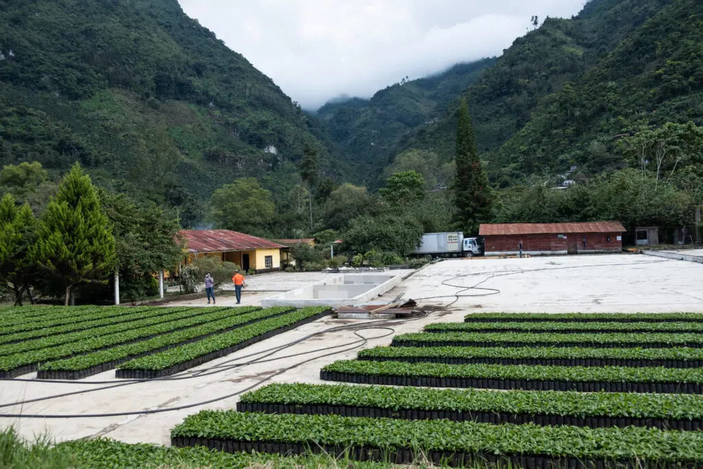Guatemala - Los Arroyos, Huehuetenango