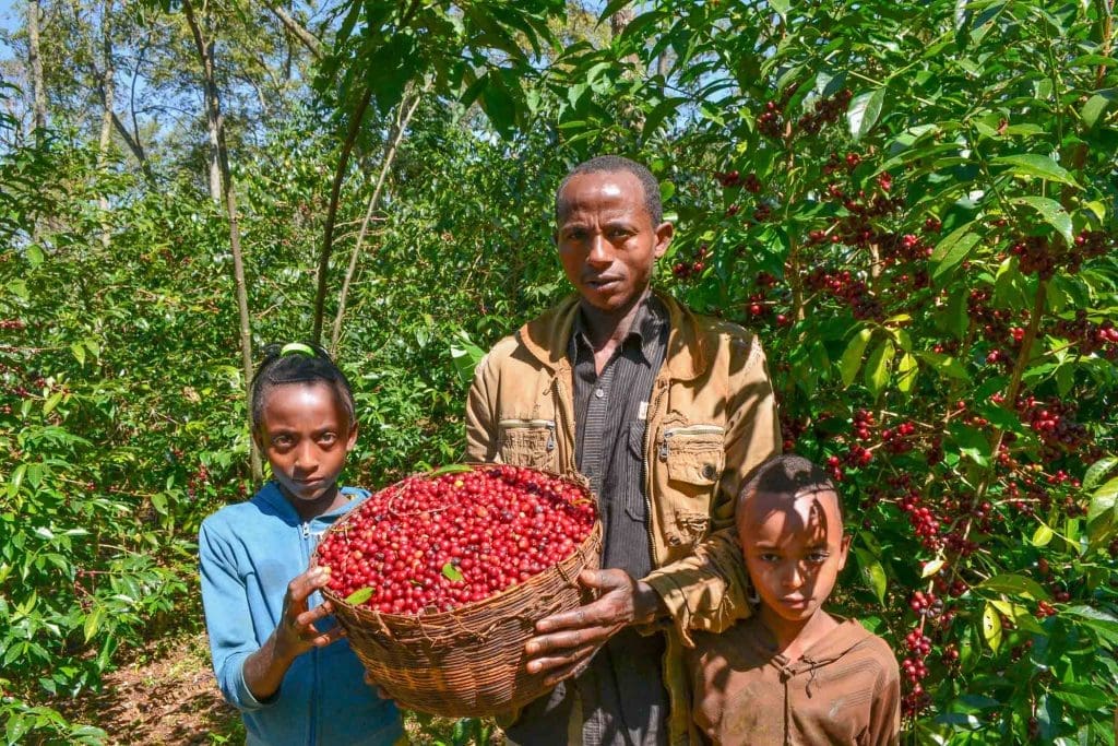 Ethiopia - Acacia Core, Yirgacheffe