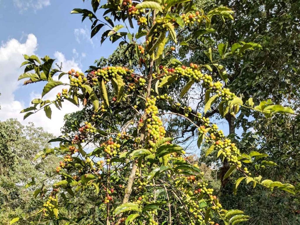 Ethiopia - Acacia Core, Yirgacheffe (50g Sample)