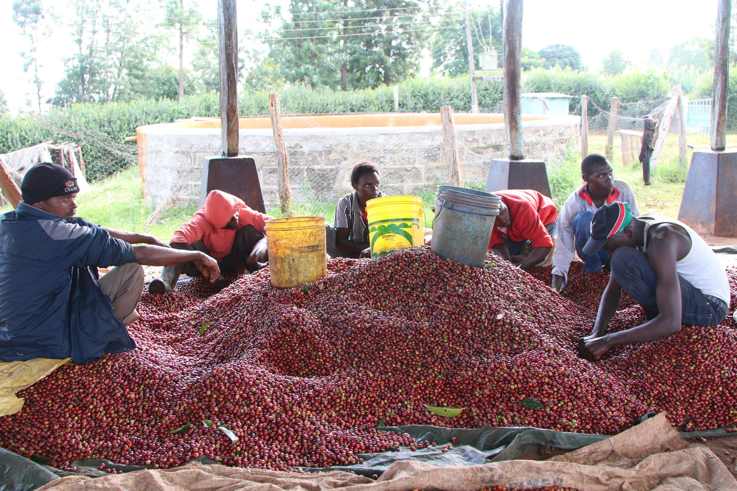 Kenya - Kii AA, Kirinyaga