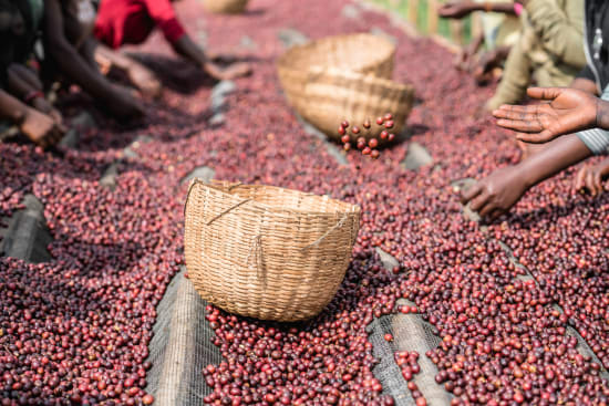 Ethiopia - Guji