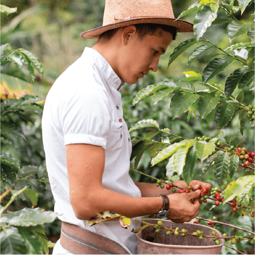 Christmas Coffee - Colombia
