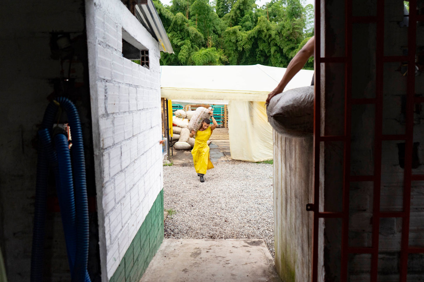 Colombia - DECAF Anoxic Villamaria (50g sample)