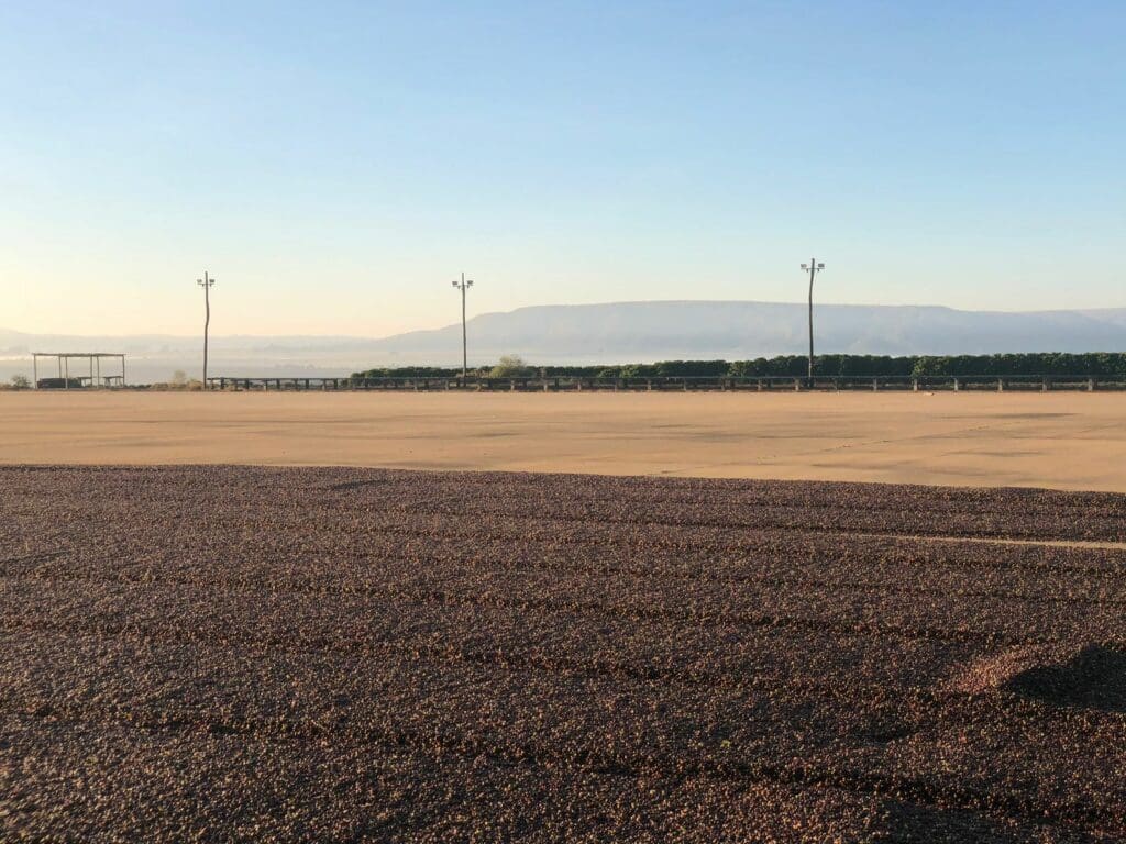 Brazil - Cerrado