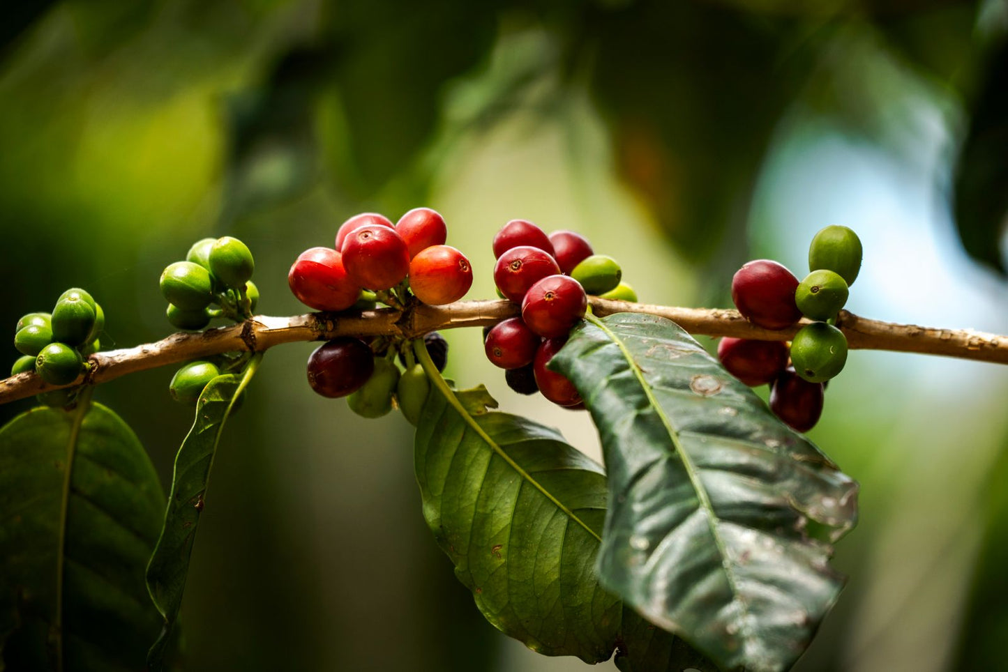 Colombia - El Jardín