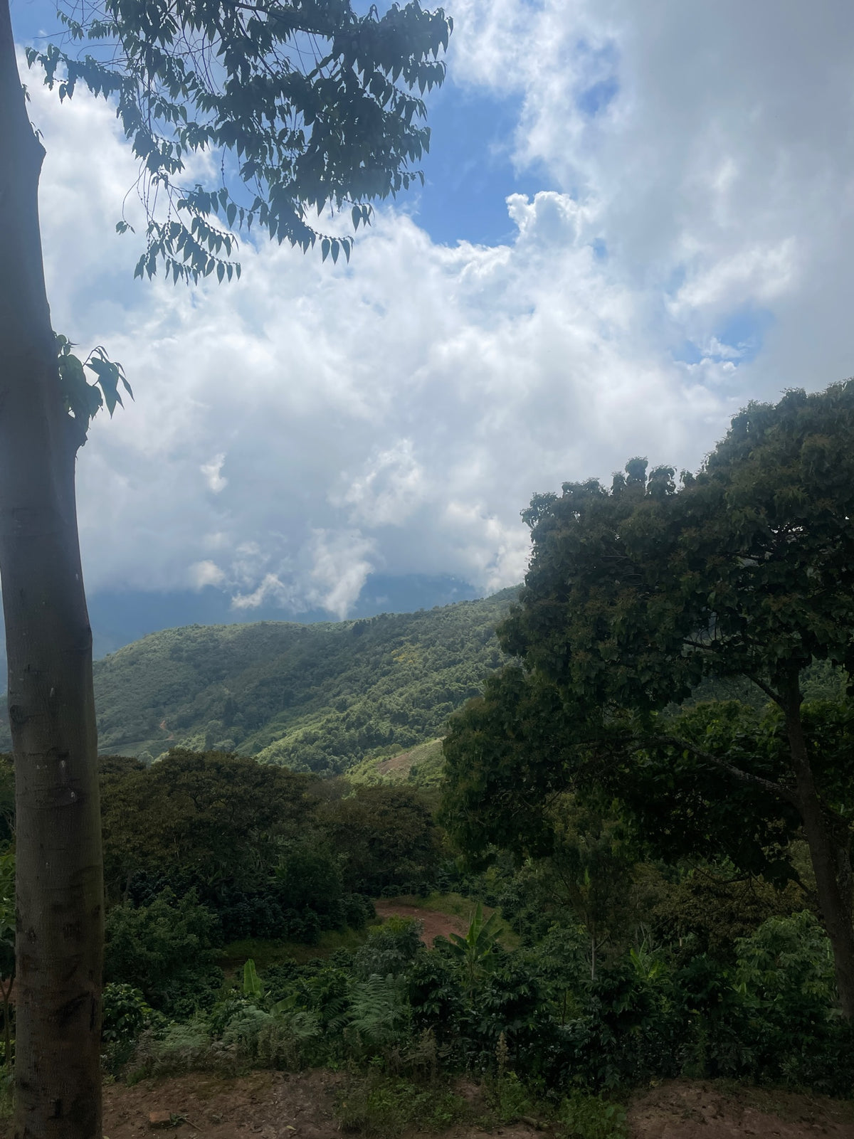 Colombia - Las Nieves (50g Sample)