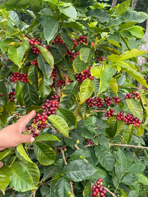 Colombia - Las Nieves (50g Sample)