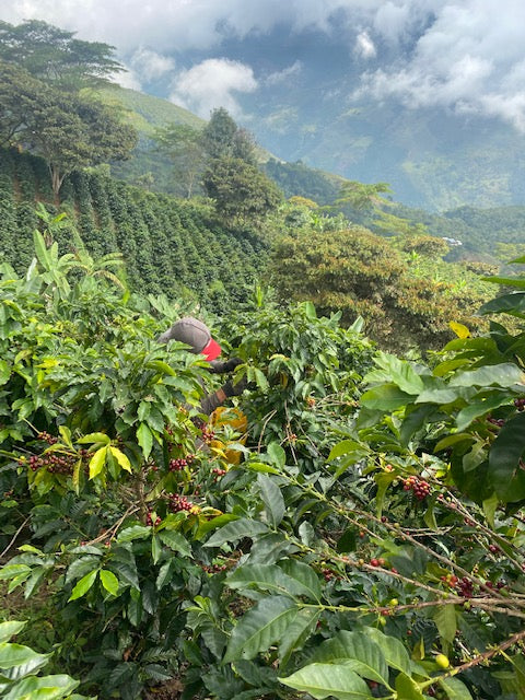 Colombia - Las Nieves (50g Sample)