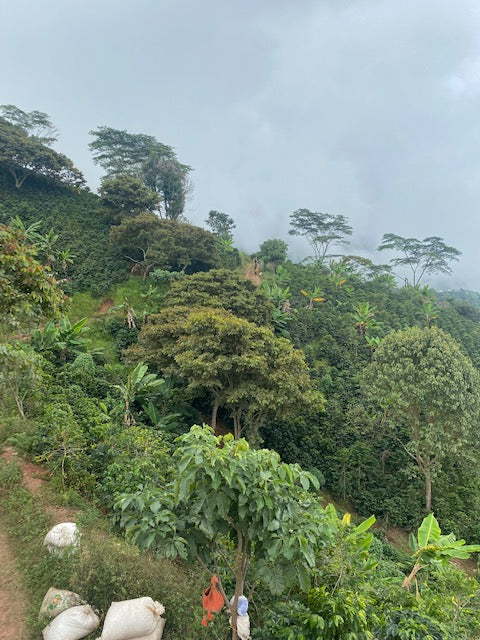 Colombia - Las Nieves (50g Sample)