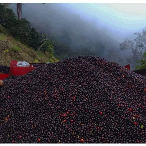 Costa Rica - Anaerobic