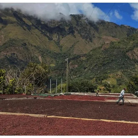 Costa Rica - Anaerobic