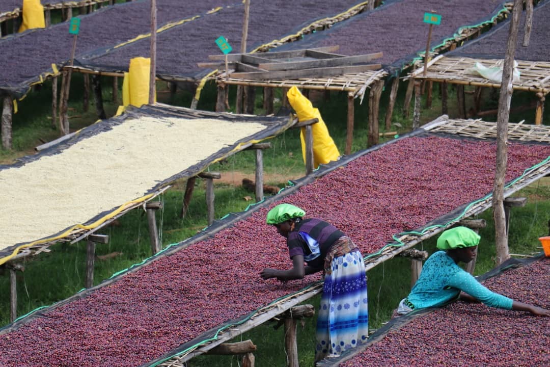 Ethiopia - Danche, Chelbesa