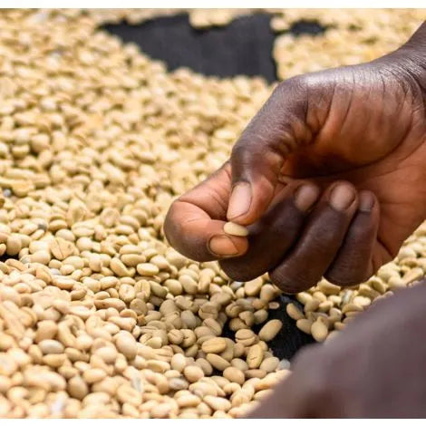 Kenya - AA Ruiru Mills Estate